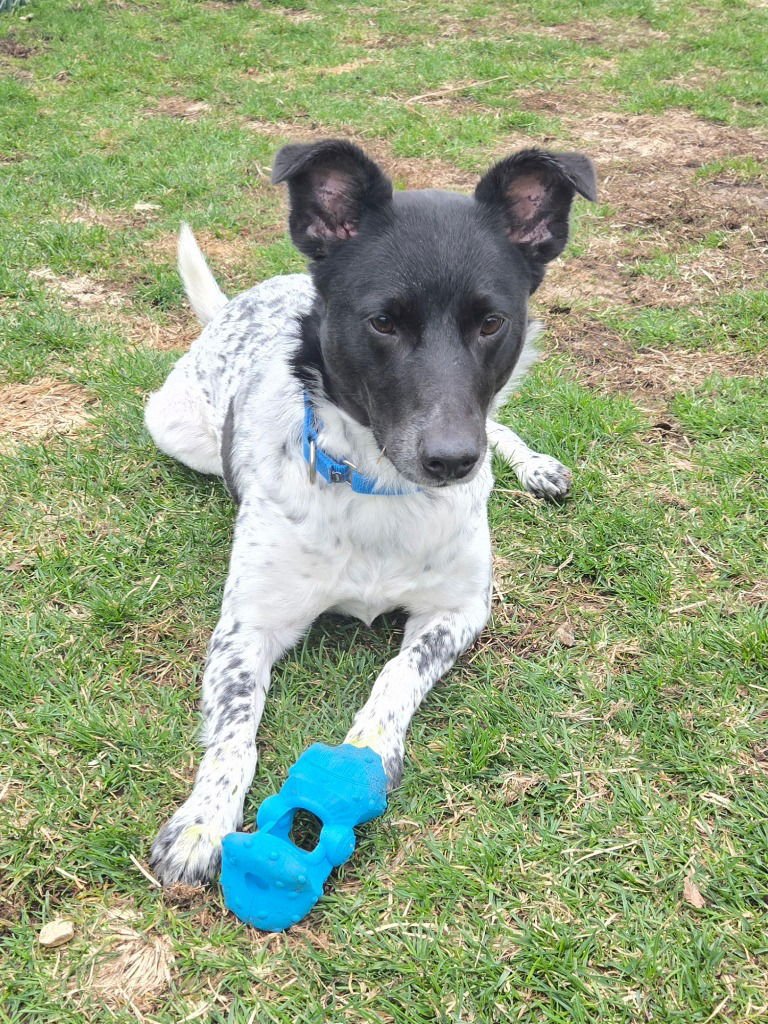 LUMI - Cattle Dog / Border Collie for adoption in South Bend