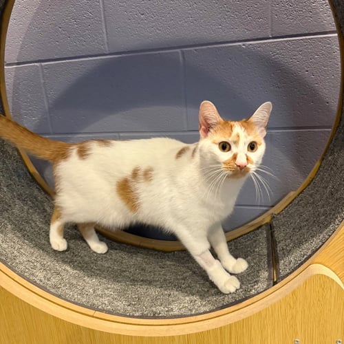 TABASCO - Domestic Short Hair available for adoption