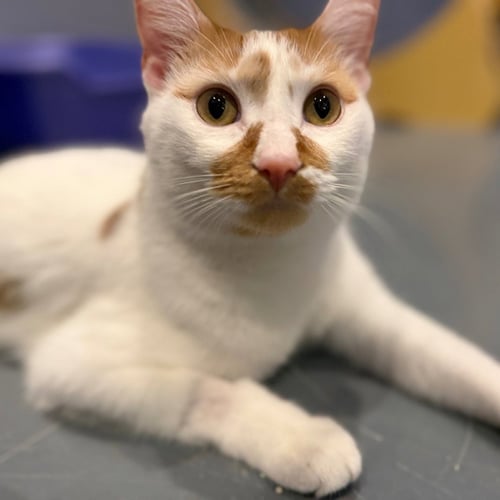 TABASCO - Domestic Short Hair available for adoption