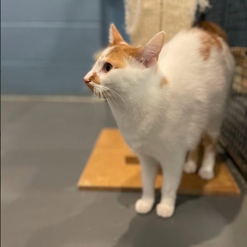 TABASCO - Domestic Short Hair available for adoption