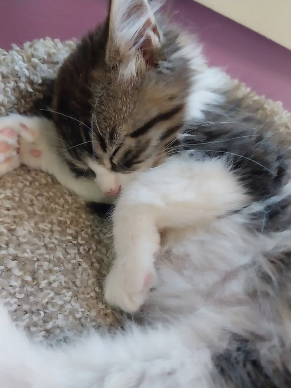 Dinkle * IN FOSTER * Image