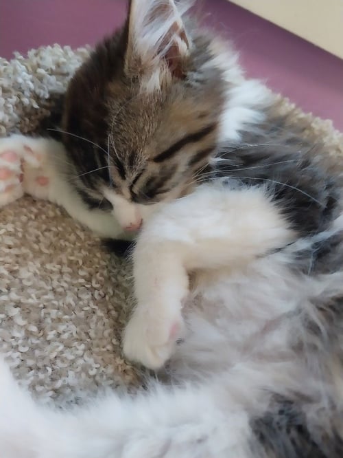 DINKLE * IN FOSTER *