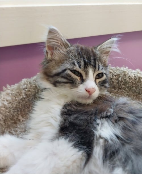 DINKLE * IN FOSTER * - Domestic Long Hair available for adoption