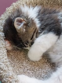 Dinkle * IN FOSTER * - Photo 3