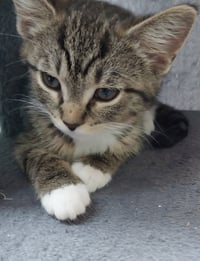 Baked Beans * IN FOSTER * - Photo 2