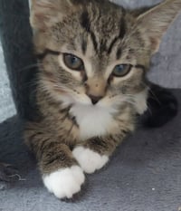 Baked Beans * IN FOSTER * - Photo 3