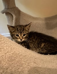 Baked Beans * IN FOSTER * - Photo 4