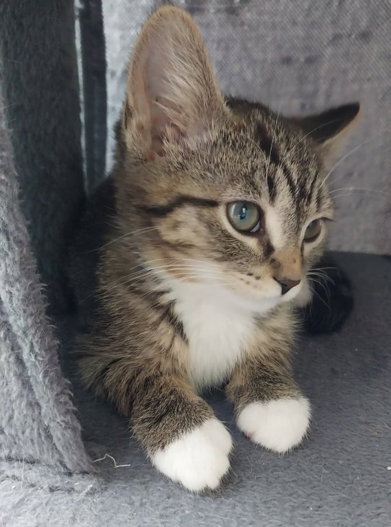 Baked Beans * IN FOSTER * Image