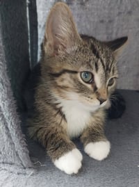 Baked Beans * IN FOSTER * - Photo 1