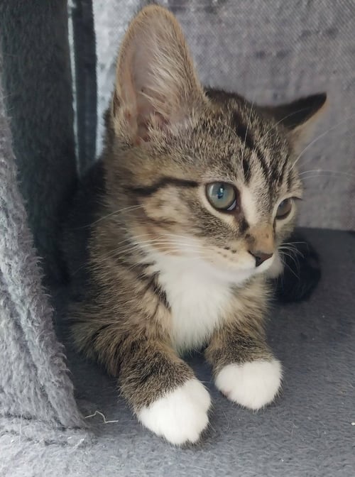 BAKED BEANS * IN FOSTER * - Domestic Short Hair available for adoption