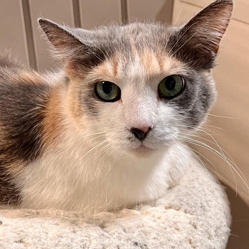 BUGABOO - Domestic Short Hair available for adoption