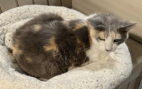 BUGABOO - Domestic Short Hair available for adoption