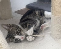 Flint *IN FOSTER* - Photo 1