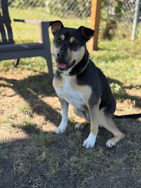 MEG - Shepherd / Terrier available for adoption