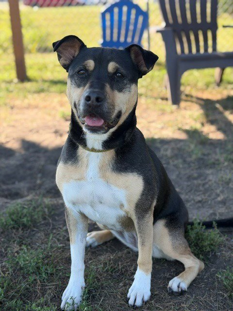 MEG - Shepherd / Terrier for adoption in South Bend