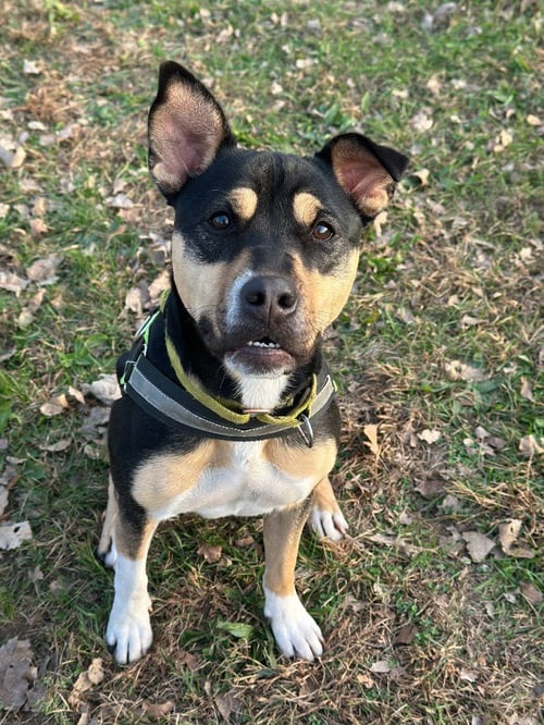MEG - Shepherd / Terrier available for adoption