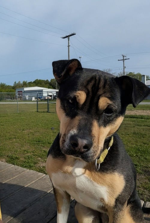 MEG - Shepherd / Terrier available for adoption