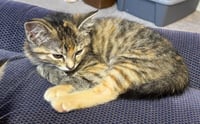 Cherry *IN FOSTER* - Photo 2