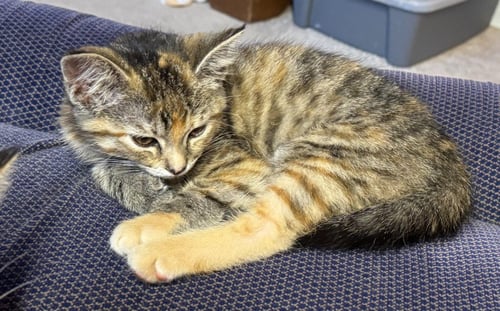 CHERRY *IN FOSTER* - Domestic Short Hair available for adoption