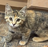Cherry *IN FOSTER* - Photo 3