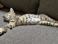 Cherry *IN FOSTER* - Photo 1