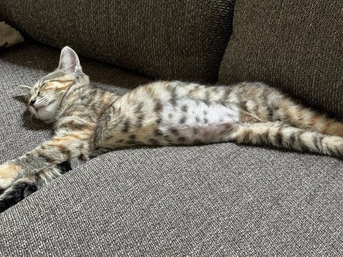 CHERRY *IN FOSTER* - Domestic Short Hair available for adoption