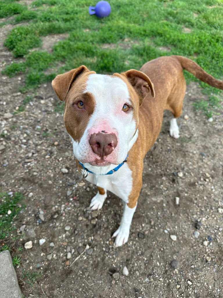 LILLI - Terrier / Terrier available for adoption