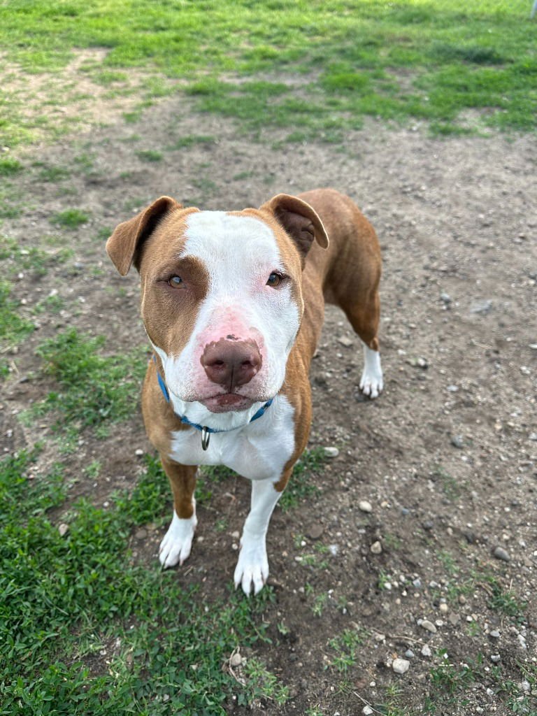 LILLI - Terrier / Terrier available for adoption