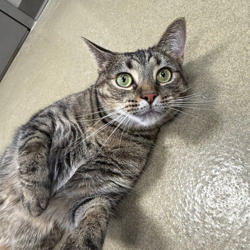 MAZEL - Domestic Short Hair available for adoption