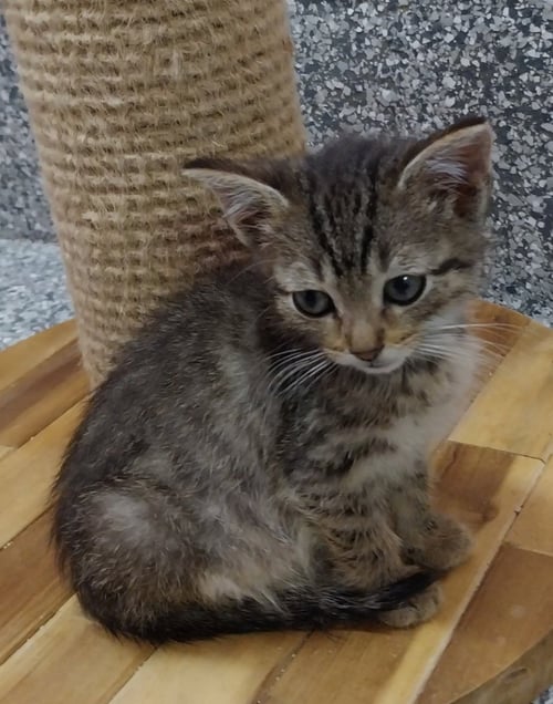 DUSK * IN FOSTER * - Domestic Short Hair available for adoption