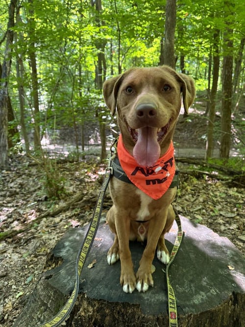 DAGWOOD (DAGGY) - Labrador Retriever / Terrier for adoption in South Bend