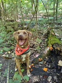 Dagwood (Daggy) - Photo 2