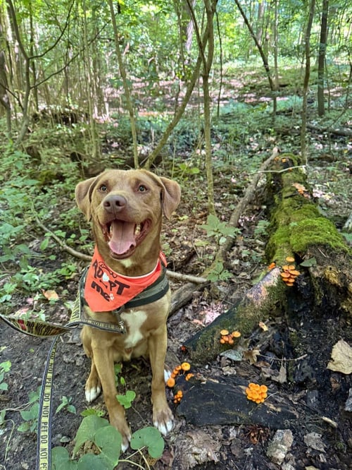 DAGWOOD (DAGGY) - Labrador Retriever / Terrier available for adoption