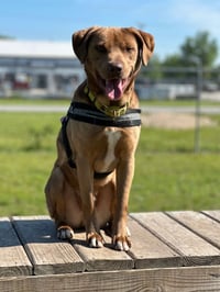 Dagwood (Daggy) - Photo 4