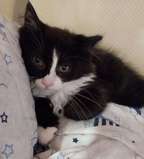 DRAKKAR * IN FOSTER * - Domestic Long Hair available for adoption