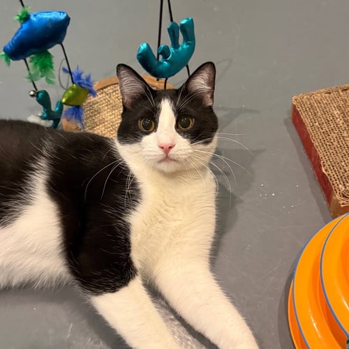 DREW BREES - Domestic Short Hair available for adoption