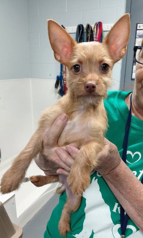 Millie-pending adoption-IN a foster home Image