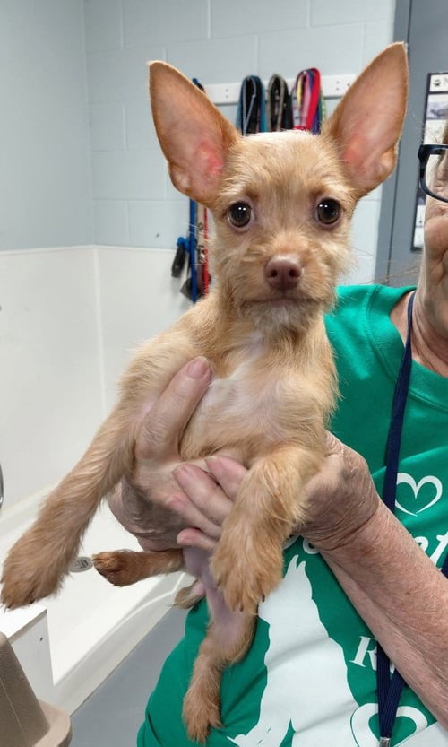 MILLIE-PENDING ADOPTION-IN A FOSTER HOME - Yorkshire Terrier Yorkie / Chihuahua for adoption in South Bend