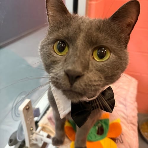 BEAUMONT - Domestic Short Hair available for adoption