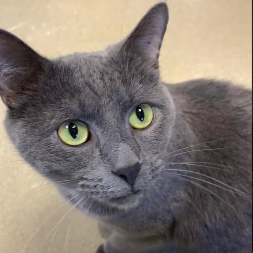 BEAUMONT - Domestic Short Hair available for adoption
