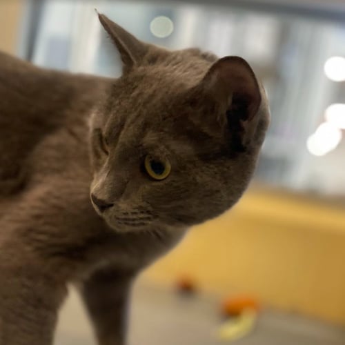 BEAUMONT - Domestic Short Hair available for adoption