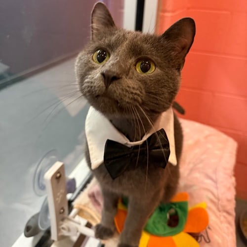 BEAUMONT - Domestic Short Hair available for adoption