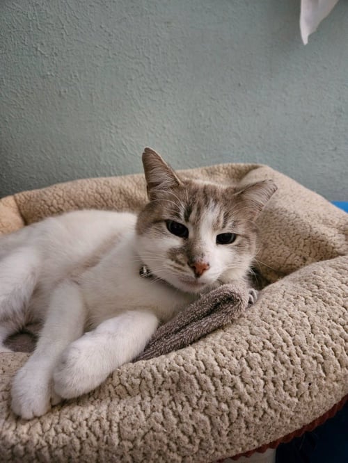 PERPUGILLIAM (PERI) *IN FOSTER* FIV+ - Siamese available for adoption