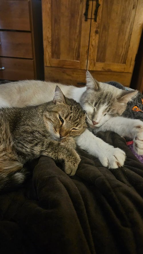 PERPUGILLIAM (PERI) *IN FOSTER* FIV+ - Siamese available for adoption