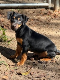 Rocky- in a foster home - Photo 1
