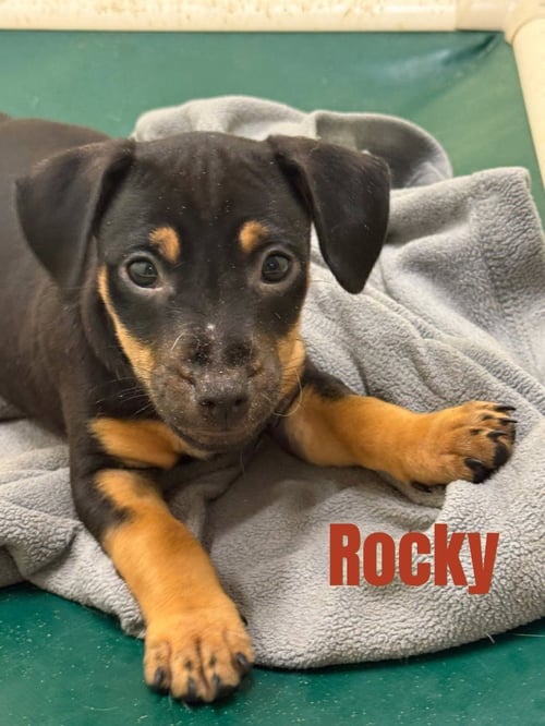 ROCKY- IN A FOSTER HOME - Terrier / Hound available for adoption