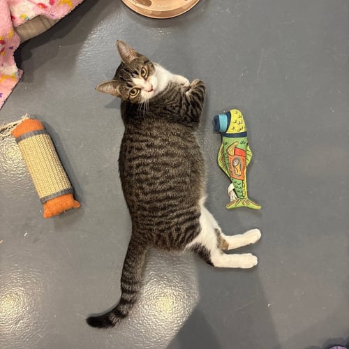 FRANCESCA - Domestic Short Hair available for adoption