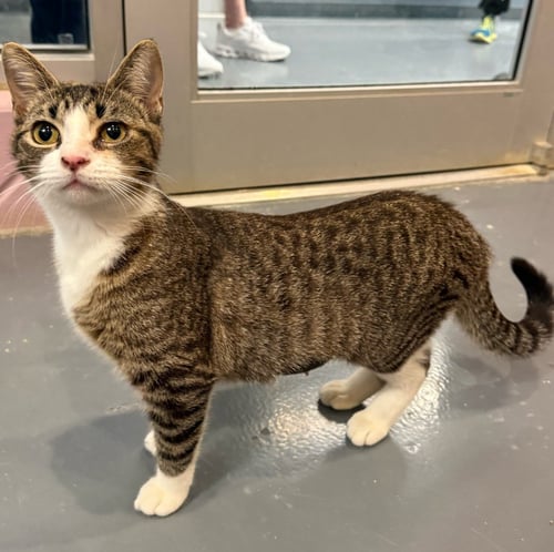 FRANCESCA - Domestic Short Hair available for adoption