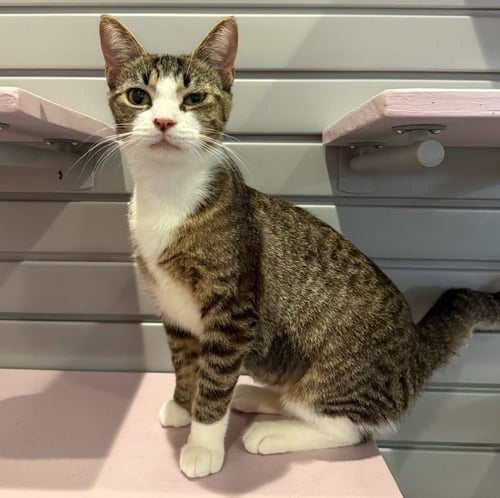 FRANCESCA - Domestic Short Hair available for adoption