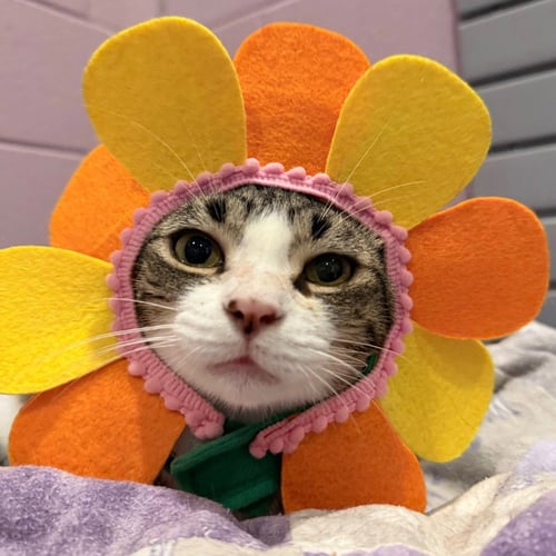 FRANCESCA - Domestic Short Hair available for adoption